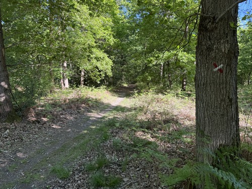 Nous quittons le GR23 pour descendre dans la vallée du Catelier.