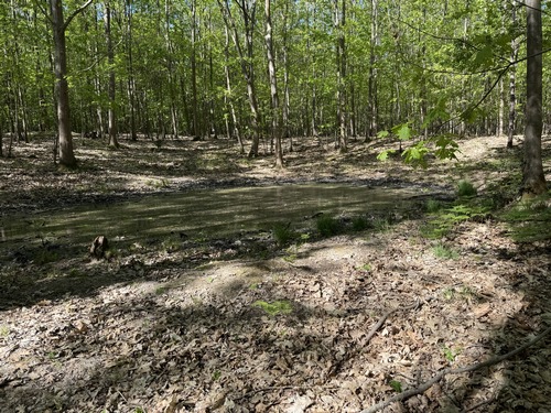 Au nord de la vallée du Catelier, nous longeons une première mare, la Mare Cornue, riche en traces d'animaux dans la boue où l'écorce d'arbres.