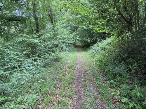 Nous sommes maintenant en forêt domaniale du Trait-Maulévrier sur un chemin qui avance à mi-pente au-dessus de la vallée de la Fontenelle.