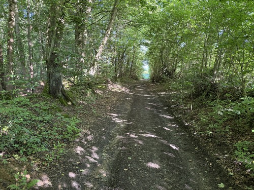 Après le hameau de la Coupellerie, nous descendons dans le bois de la Folletière.