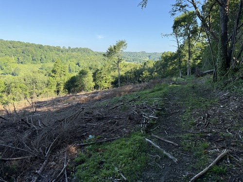 Une coupe ouvre la perspective sur le Val au Cesne et les bois de ses coteaux.