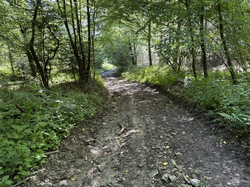 Nous descendons dans le bois, directement vers la mairie de la Folletière.