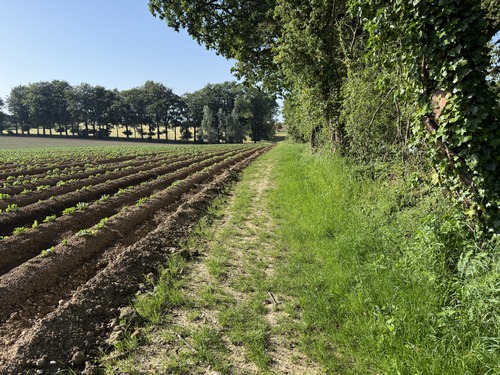 Encore un agréable chemin qui n'est pas sur la carte, entre haie bocagère et champ de pommes-de-terre.