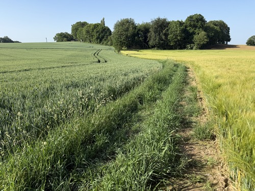 A nouveau un chemin absent de la carte en direction de Limare.