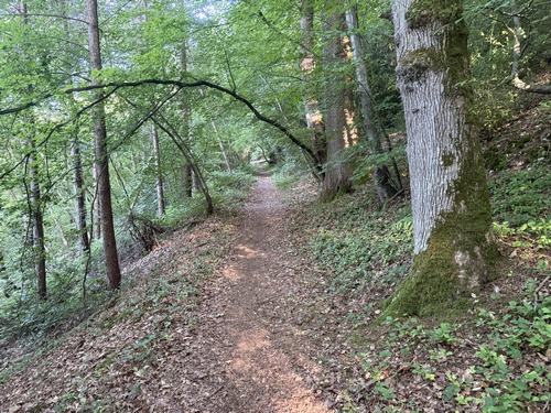 Bois de Côte Bailleul.