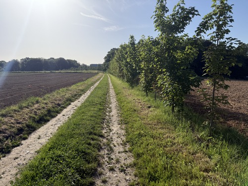 Non loin du hameau de la Briqueterie, le chemin bénéficie d'une toute jeune haie.