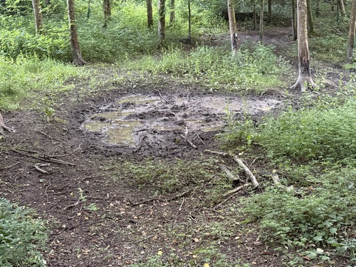 Souille en bordure de chemin. L'odeur ne trompe pas, elle est fréquentée par des sangliers ! Les traces dans la boue et sur les arbres le confirment.