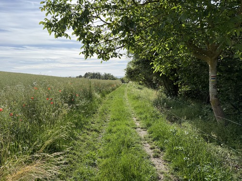 Encore un délicieux chemin, celui du Vau Genêt.