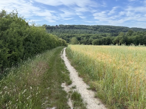 Descente vers le bois de la Fayel (bois dont nous aurons fait le tour complet pendant ce circuit).