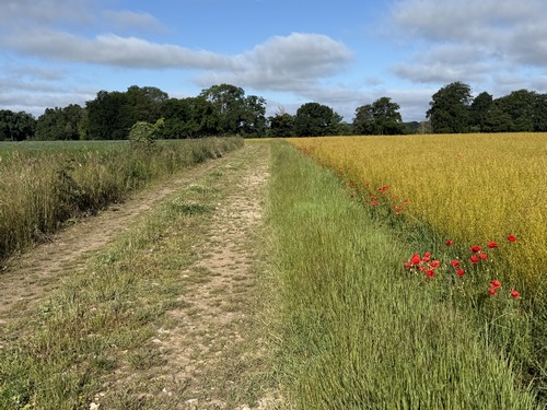 Nous sortons d'Eurville par le chemin de la Plaine de l'Eglise. Il est possible de rejoindre directement le GR212 en continuant tout droit dans le bois. Nous faisons le choix de tourner à gauche en lisière pour aller jusqu'à Anglesqueville.