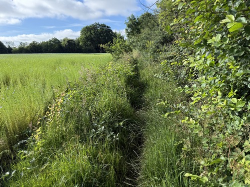 Le chemin de lisière est encombré d'herbes hautes avant de descendre dans le bois.