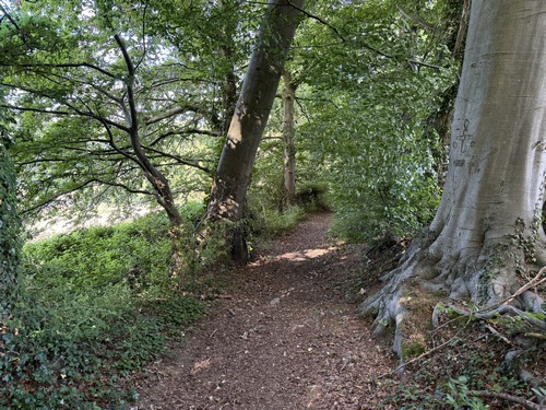 Le chemin est beaucoup plus clair dans la descente dans le bois.