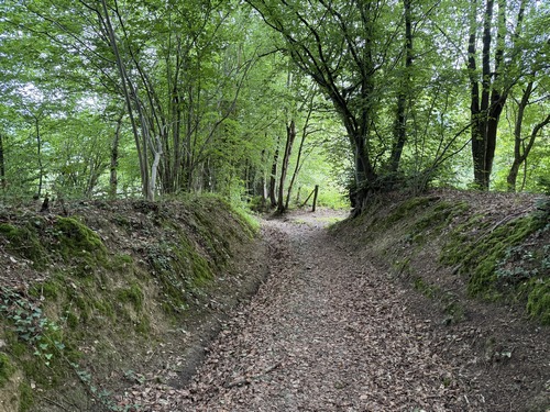 Descente dans le bois de Waddington par le chemin de la Robinette.