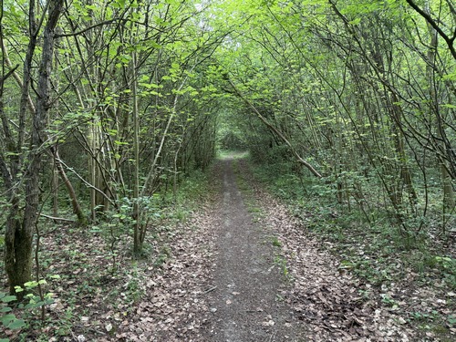 Bois du Bosc aux Moines.