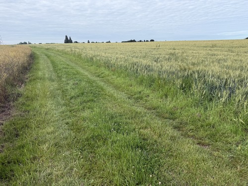 Chemin de la Ferme de l'Essart, entre orge et colza.