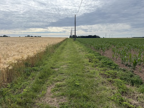 Juste en face de la Ferme de l'Essart, nous tournons vers l'est en direction du hameau des Coutumes, entre orge et mais.