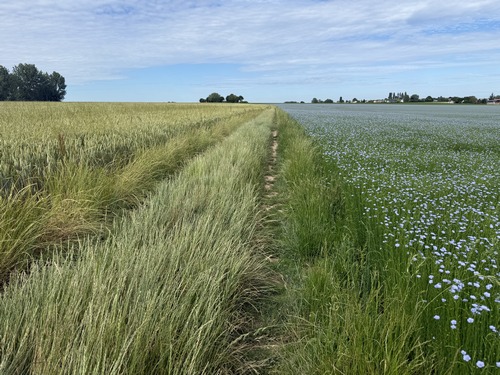 Aux Coutumes il y a un court passage sur goudron avant de  revenir sur les chemins de plaine. Nous sommes maintenant dans la plaine du Chêne Henry, entre lin en fleur et blé.