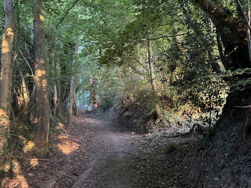 Montée dans les bois du Mont-Perreux, ici forêt communale de Saint-Martin-du-Vivier.