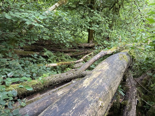 De nombreux chablis encombrent le chemin du Bois des Vallées. Rien d'insurmontable, mais c'est sportif.