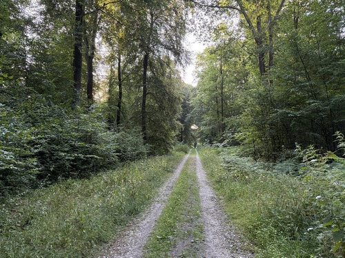 La voie forestière de la Marlière au Roi est une large allée bordée de hautes futaies.