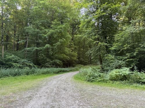 Nous traversons la voie forestière du Mouchel et continuons en face.