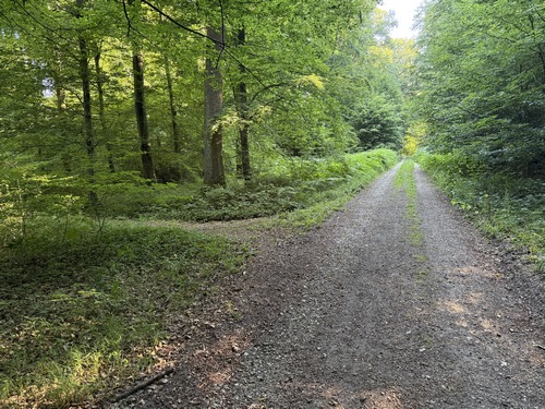 Nous avons rejoint la belle voie forestière de la Marlière au Roi, mais nous la quittons rapidement, ici à gauche, pour sortir de la forêt.