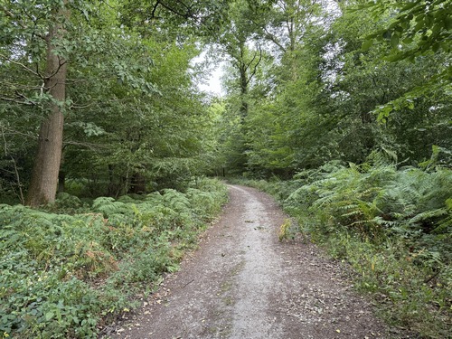 Nous entrons en forêt domaniale de Roumare par la voie forestière du Calvaire.
