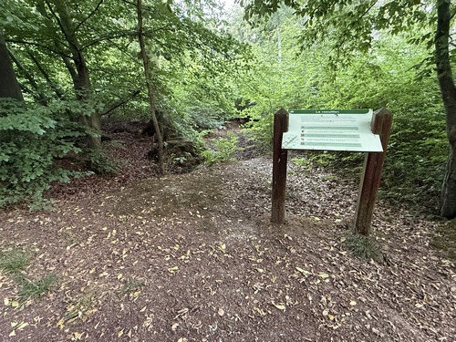 La photo ne rend pas hommage à cette souille qui est plus grande que ce que l'on voit. Nous sommes sur la voie forestière au Sanglier. Elle porte bien son nom: nous avons entendu plusieurs déplacements dans les fougères à notre passage, et autour de la souille on sent bien l'odeur caractéristique de ces animaux.