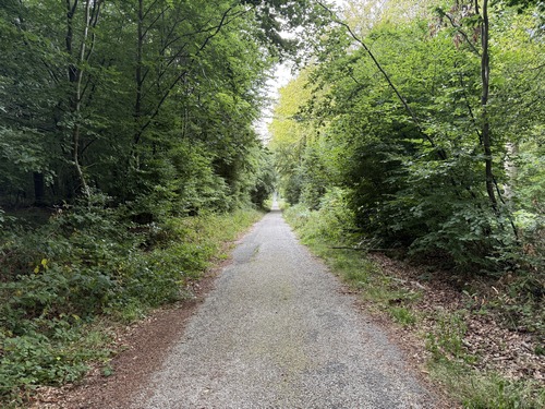 Route forestière d'Hénouville, que nous allons quitter bientôt à gauche.