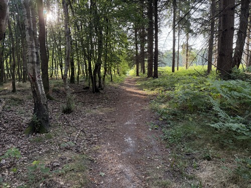 Nous avons quitté la route forestière d'Hénouville pour marcher vers la route du Chêne à Leu.