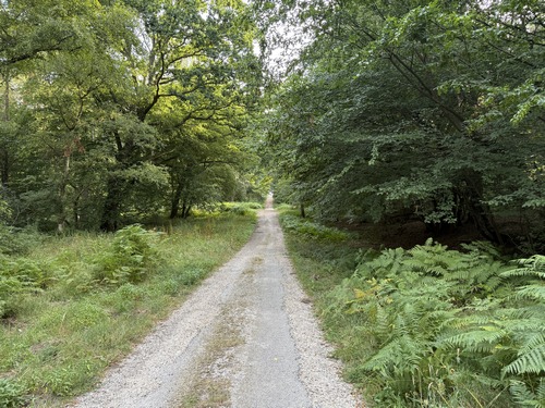 Route forestière de Saint-Georges.