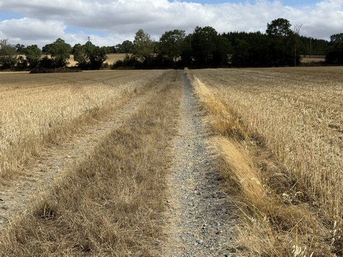Nous allons fermer la boucle sur le chemin qui passe juste devant la haie d'arbres.
