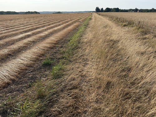 Petit tour dans les plaines du Mont Poussin et du Champ de Bunel. Le lin arraché est dans la phase cruciale du rouissage naturel. L'alternance de la rosée et du soleil va décoller la fibre de l'écorce.