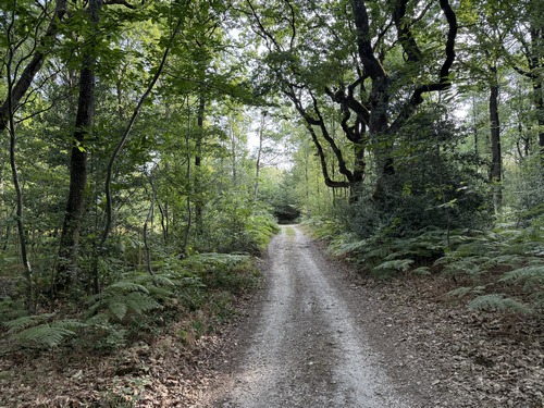 Nous avons commencé par suivre le chemin de lisière, et dès le premier carrefour de chemins nous pénétrons dans le bois des Hazis.