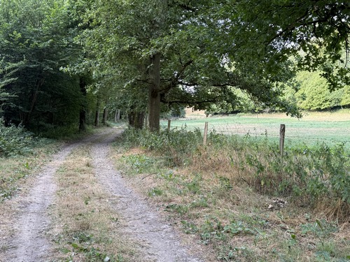 Les chemins du bois des Hazis sont très agréables, avec des environnements variés.