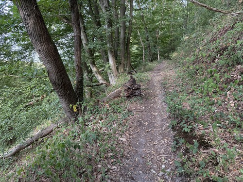 Bois des Hazis dans sa version sentier de coteau.