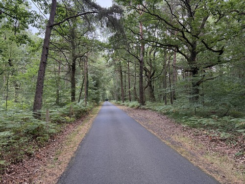 Nous sortons du village du Billot par la petite route qui traverse la forêt de Montpinçon. C'est une route asphaltée et rectiligne, mais pas désagréable: d'abord il y a peu de voitures, ensuite c'est une forêt peuplée d'espèces variées dont de nombreux beaux chênes.