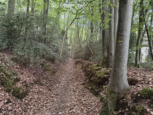 Lisière du bois d'Ecots à proximité de Saint-Georges-en-Auge.