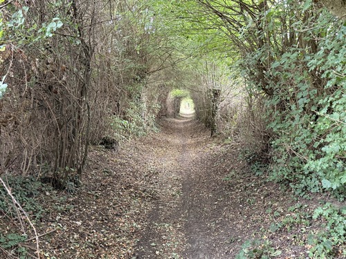 Passage en tunnel de verdure.