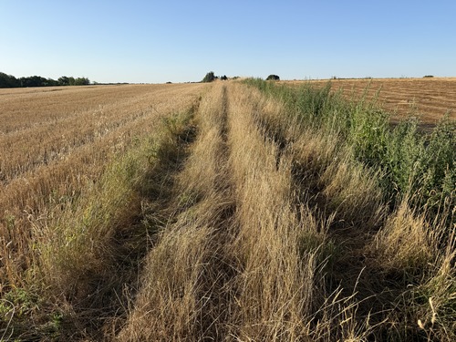 Le chemin est un peu encombré, mais rien de méchant. Attention en été aux hautes herbes qui cachent parfois des ornières.