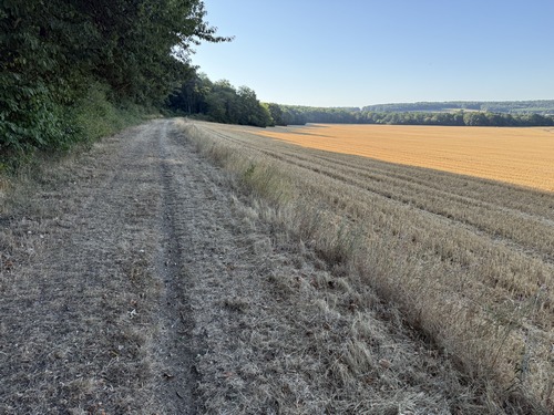Nous n'entrons pas dans le bourg de Daubeuf-près-Vatteville, mais prenons la rue de la Bossaie qui se prolonge en chemin de lisière du bois des Hazis.