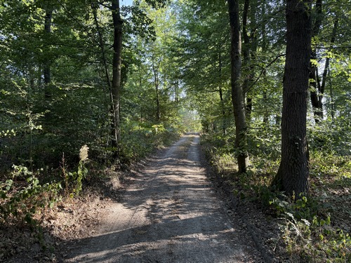 Dès le premier carrefour de chemins nous entrons au cœur du bois. Le chemin est superbe, la montée est à peine perceptible.