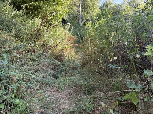 Le chemin en lisière du bois de la Couronne n'est pas entretenu. Les promeneurs ont laissé une coulée entre les orties.