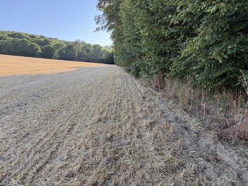 Un peu plus loin, ce sont des ronces qui obstruent le chemin (Un chemin communal!), nous décidons de marcher en bordure du champ voisin, moissonné.