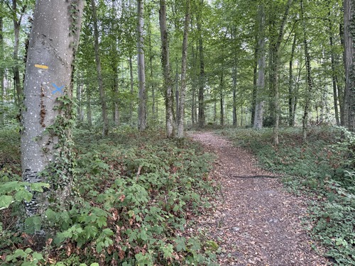La Côte Saint-Pierre devient chemin après la dernière maison, et entre en forêt domaniale de Lyons.