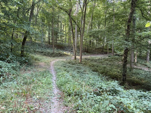 Bois du Roule en forêt domaniale de Lyons.