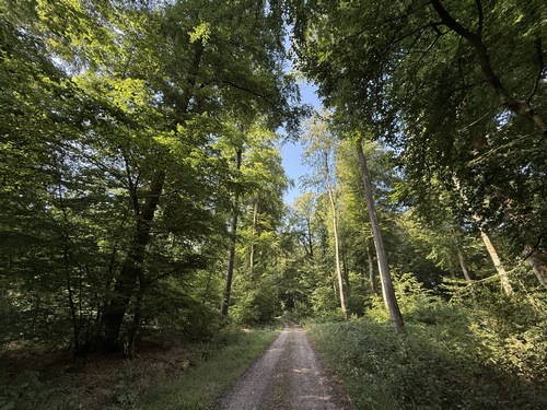 Bois du Gouffre en forêt domaniale de Lyons, au milieu des hêtres monumentaux.
