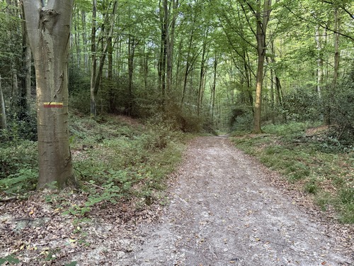 Nous sommes dans le massif forestier des Hautes Brehoulles, et suivons les traces d'un ancien GRP qui a laissé quelques balises jaunes et rouges.