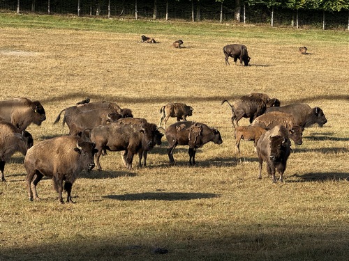 Au Valfel, nous longeons les prairies des bisons du Parc Canadien de Muchedent.