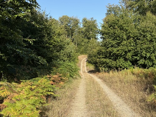 Nous continuons dans le massif forestier du Hoquet.